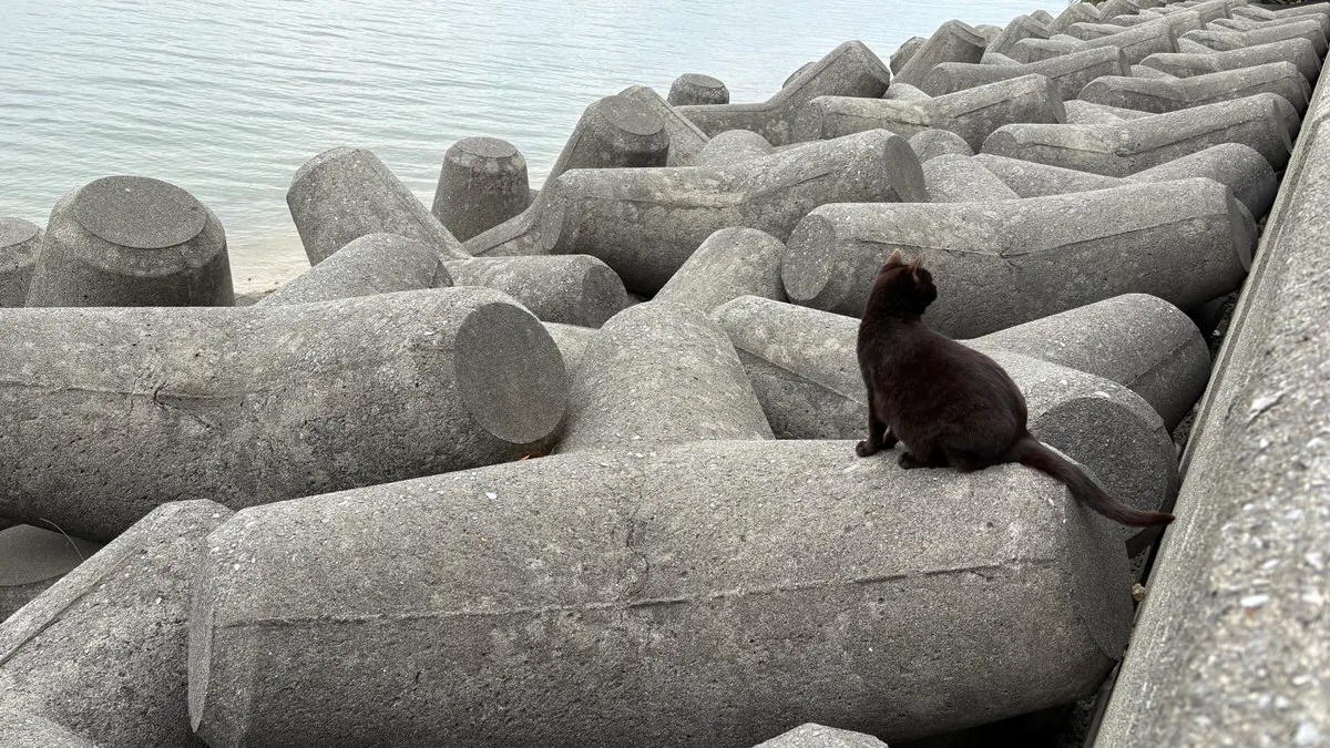 A black cat seen from behind, sitting on the concrete wave breakers at the water's edge