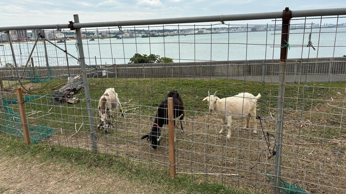 Goats grazing inside a wire-mesh pen on a grassy rise, with the sea and a line of low buildings beyond