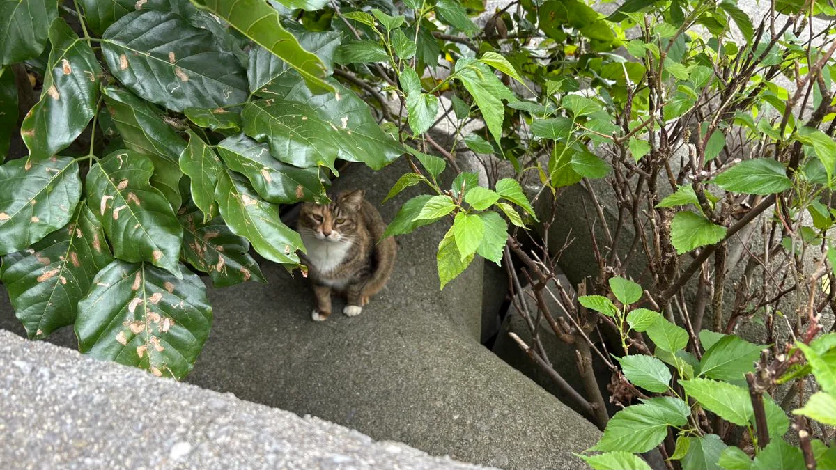 A brown tabby cat with a white chest sitting on concrete under large green leaves